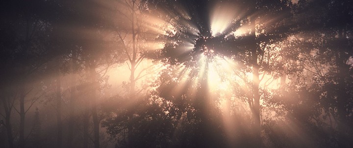 Light-shrouded-in-forest